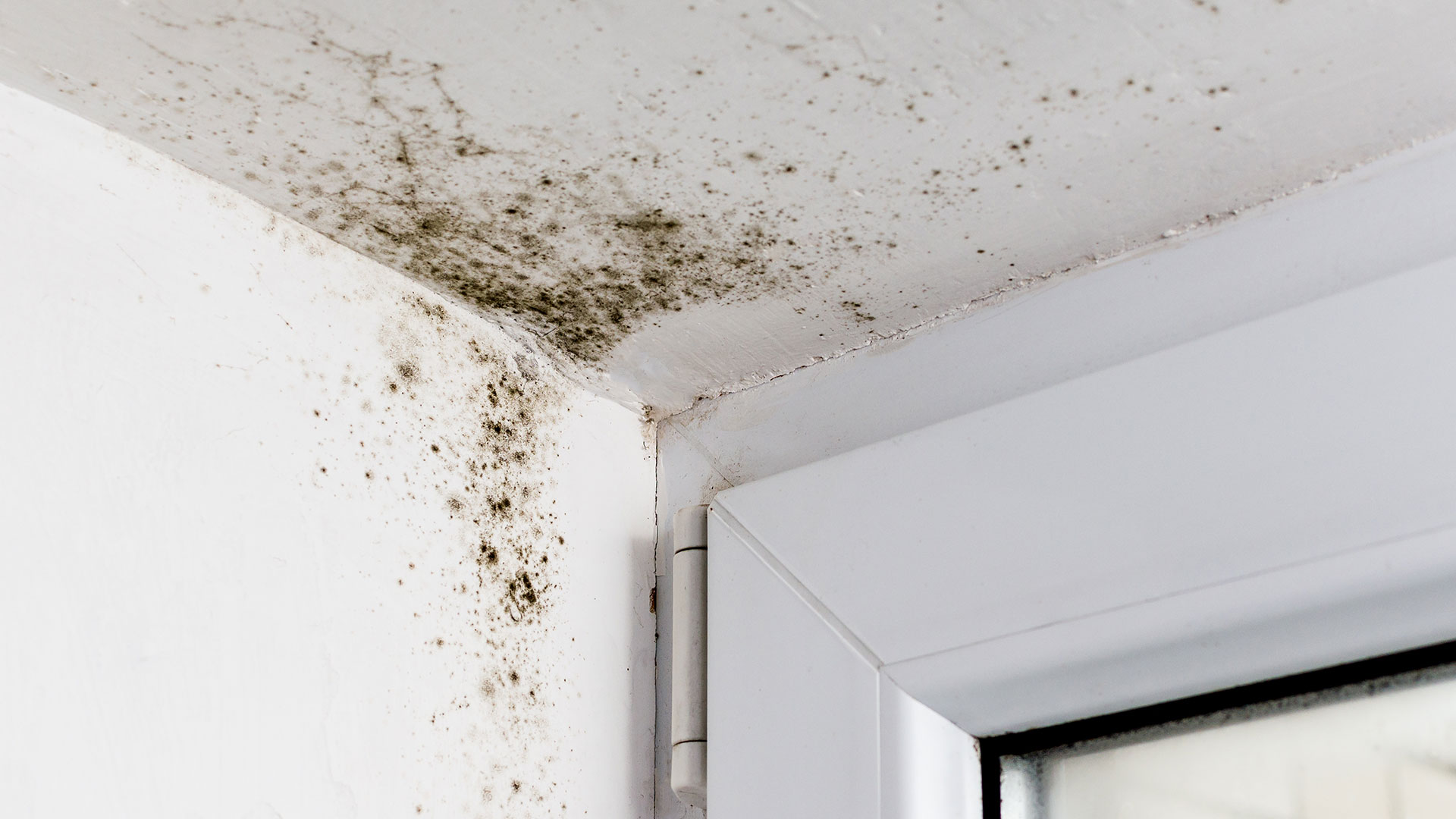 Mold Removal & Remediation Experts in Montgomery County MD
